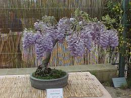 Chinese Wisteria